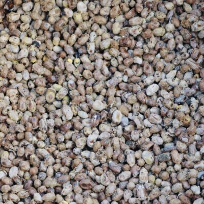 Samotárske včely Osmia cornuta