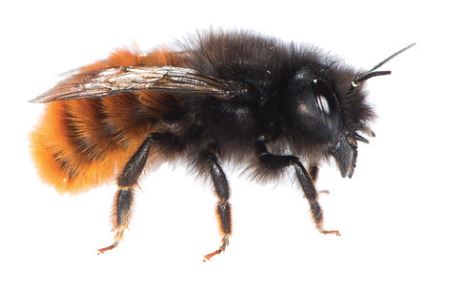 Osmia cornuta PROFI